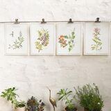 Botanical plank the saponaire