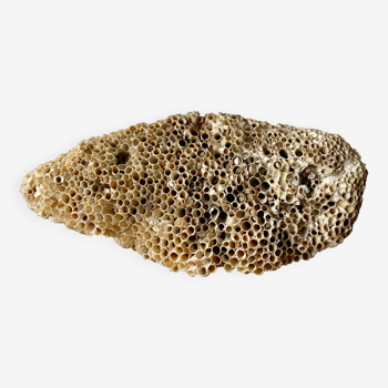 Fossile de corail