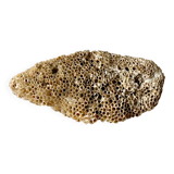 Coral fossil