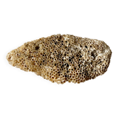 Coral fossil