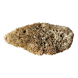 Fossile de corail