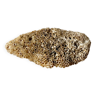 Coral fossil