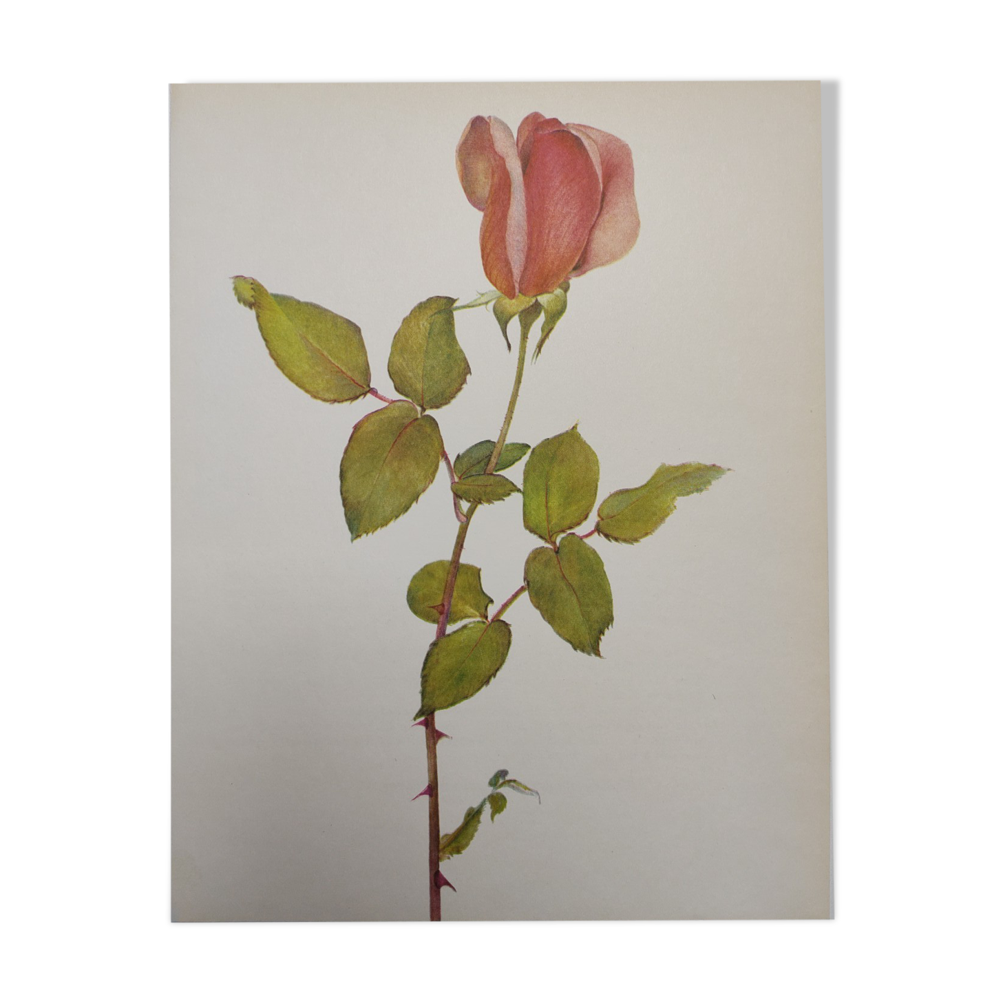Rose Botanical Board - Original Vintage from 1968 - Betty Uprichard🌹