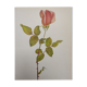 Rose Botanical Board - Original Vintage from 1968 - Betty Uprichard🌹