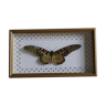 Papillon Papilio antimachus
