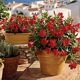 Italian garden pot silma from the 1970s