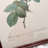 Framed lithograph roses Pierre Joseph Redouté, vintage botanical poster