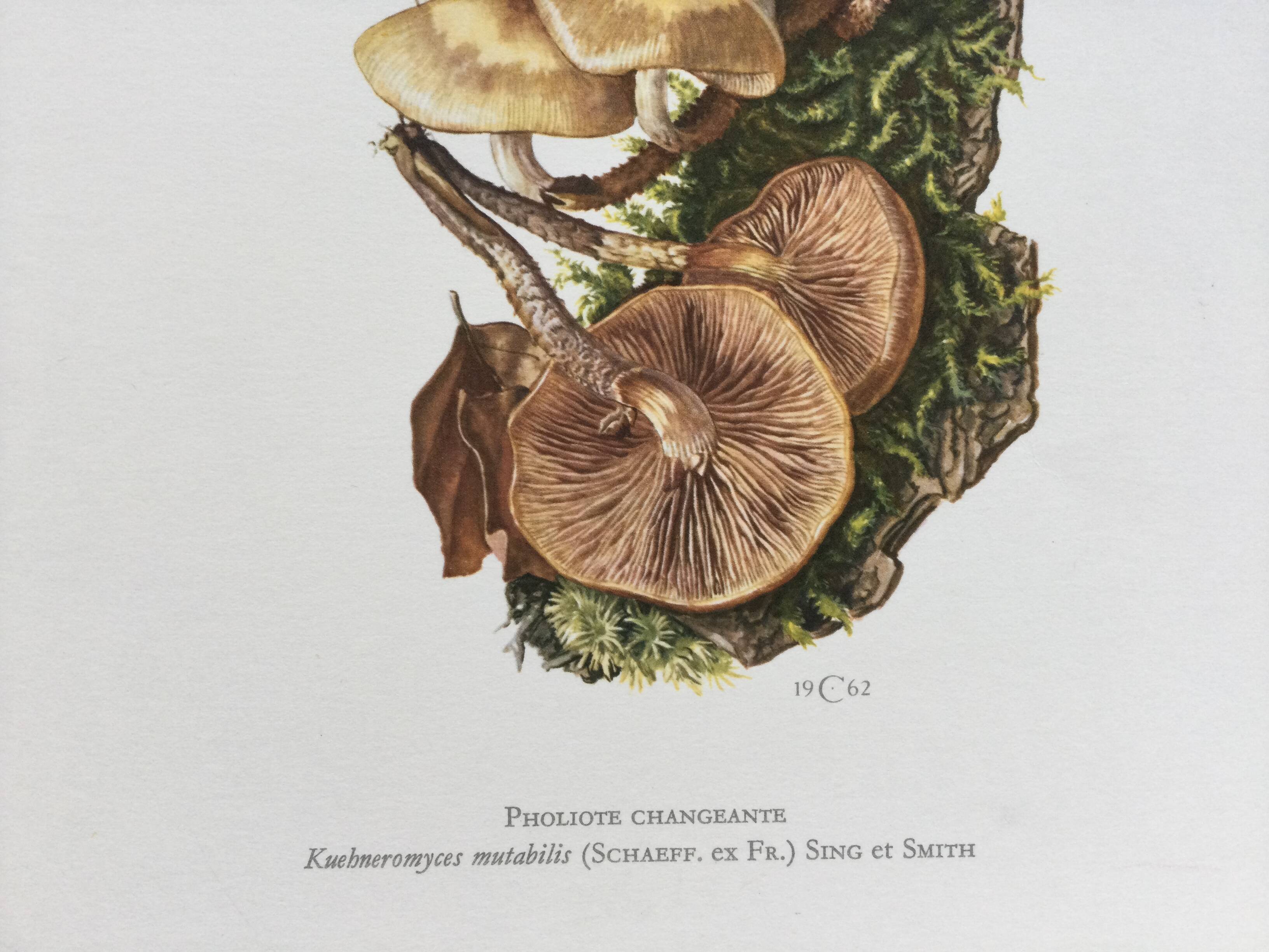 Botanical Illustration Mushrooms Pholiotidae Vintage Print 60s