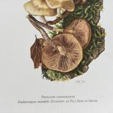 Botanical Illustration Mushrooms Pholiotidae Vintage Print 60s