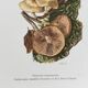 Botanical Illustration Mushrooms Pholiotidae Vintage Print 60s