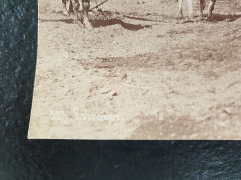 Pascal Sébah (1823-1886) - Photograph, albumen print - The ploughmen, Egypt