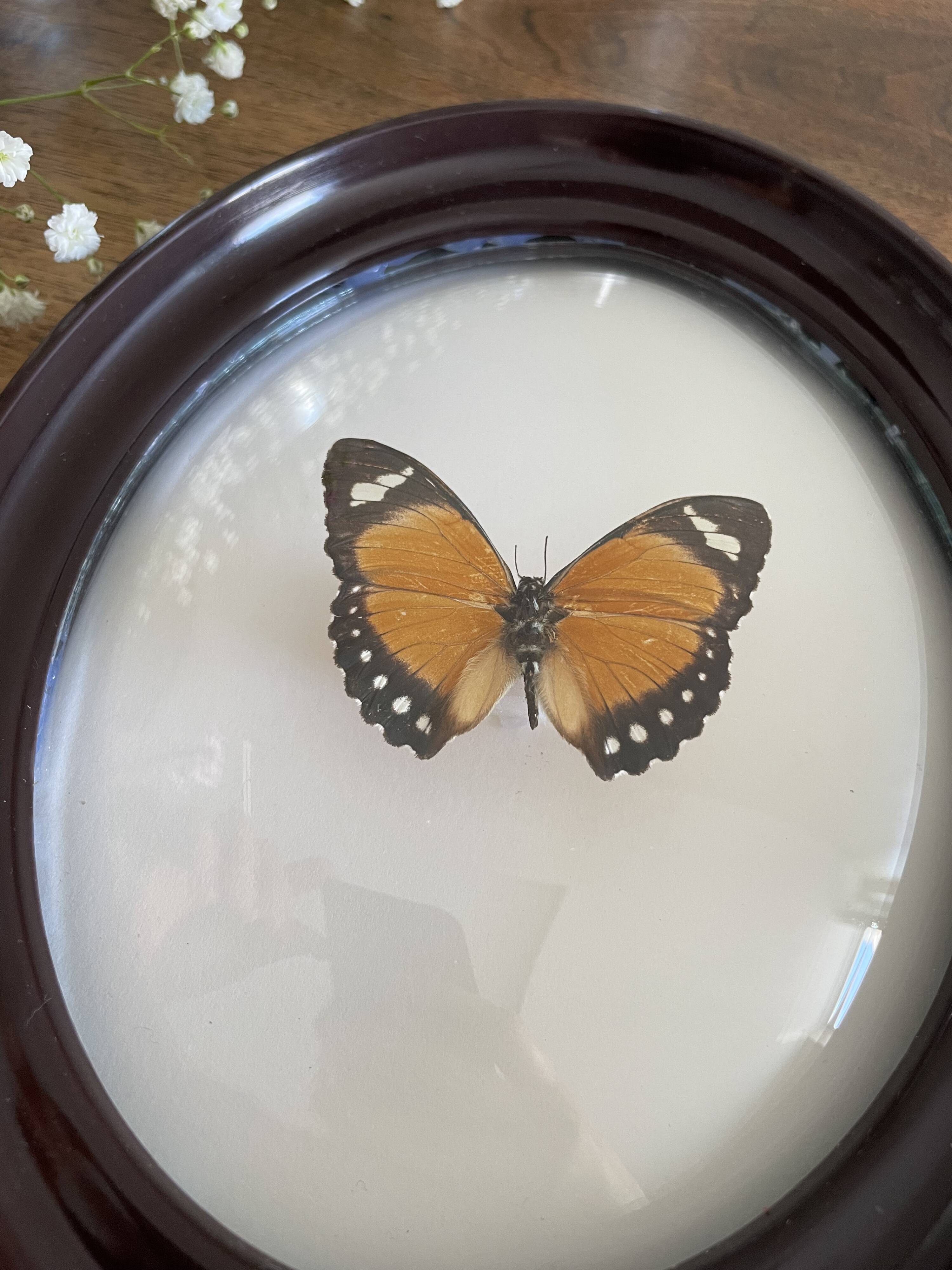 Butterfly frame naturalized curved glass