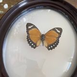 Butterfly frame naturalized curved glass