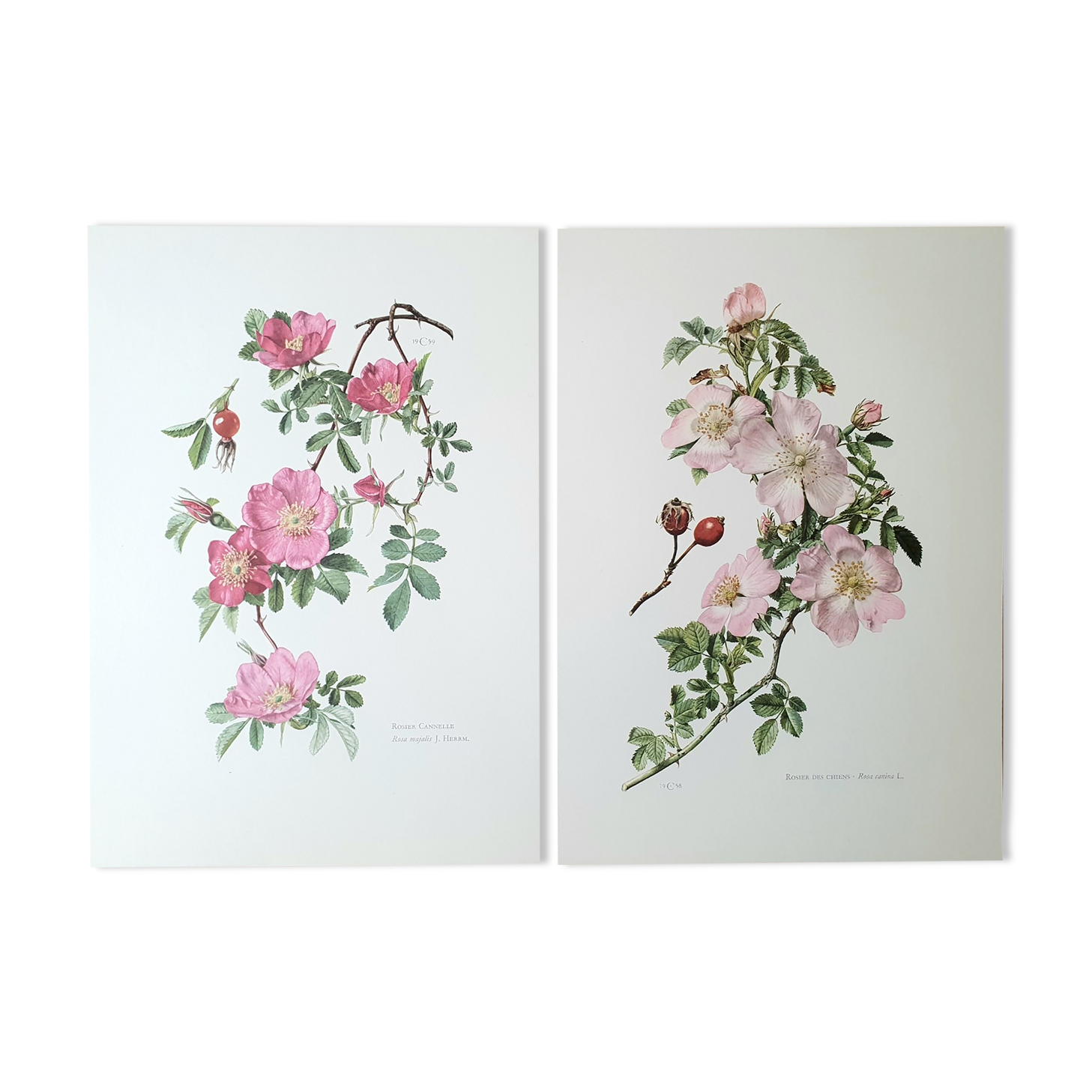 Set of 2 botanical plates roses