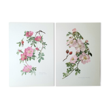 Set of 2 botanical plates roses