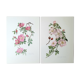 Set of 2 botanical plates roses