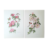 Set of 2 botanical plates roses