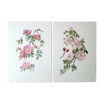 Set of 2 botanical plates roses