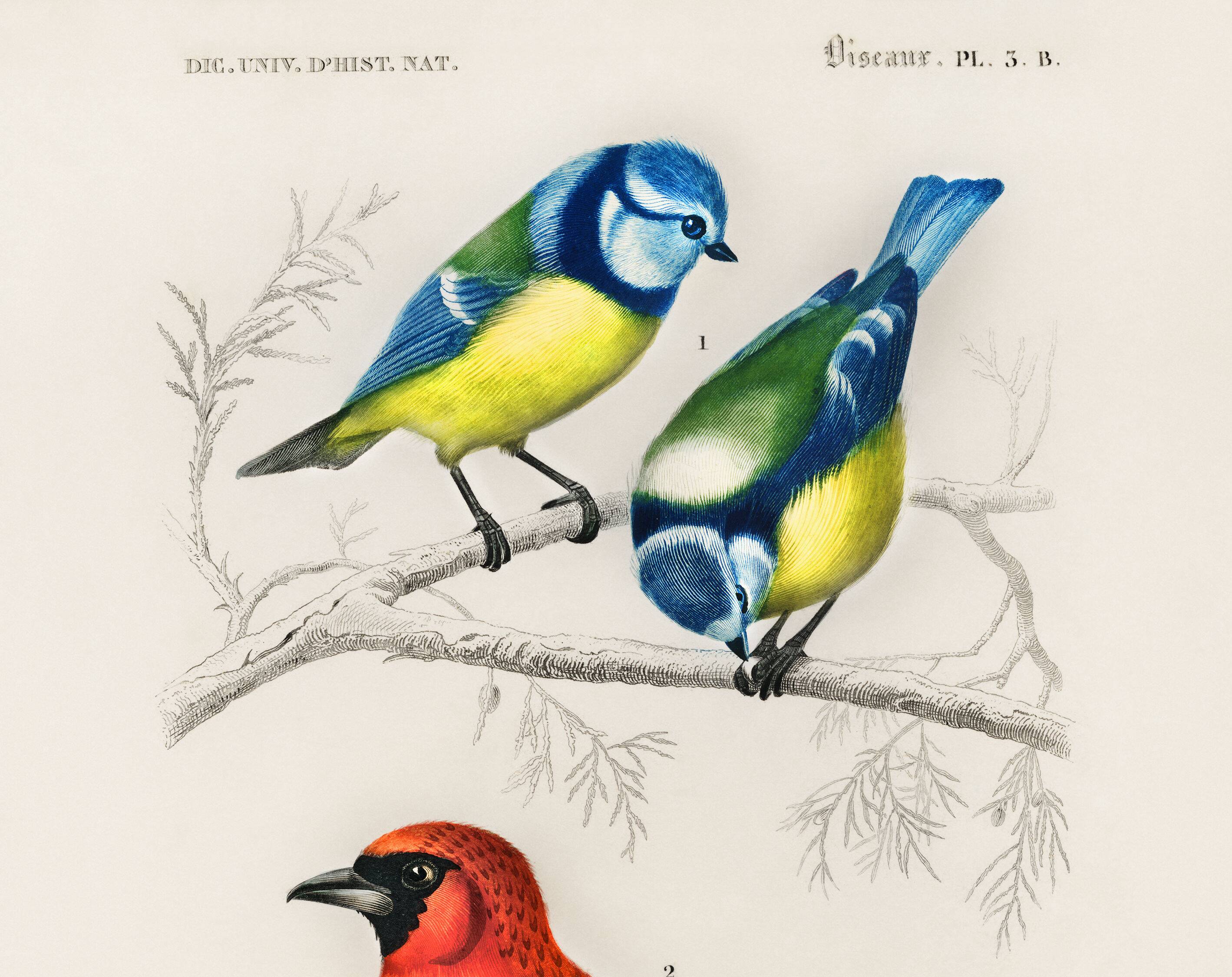 Affiche sur les mésanges bleues et le cardinal écarlate