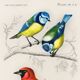 Affiche sur les mésanges bleues et le cardinal écarlate