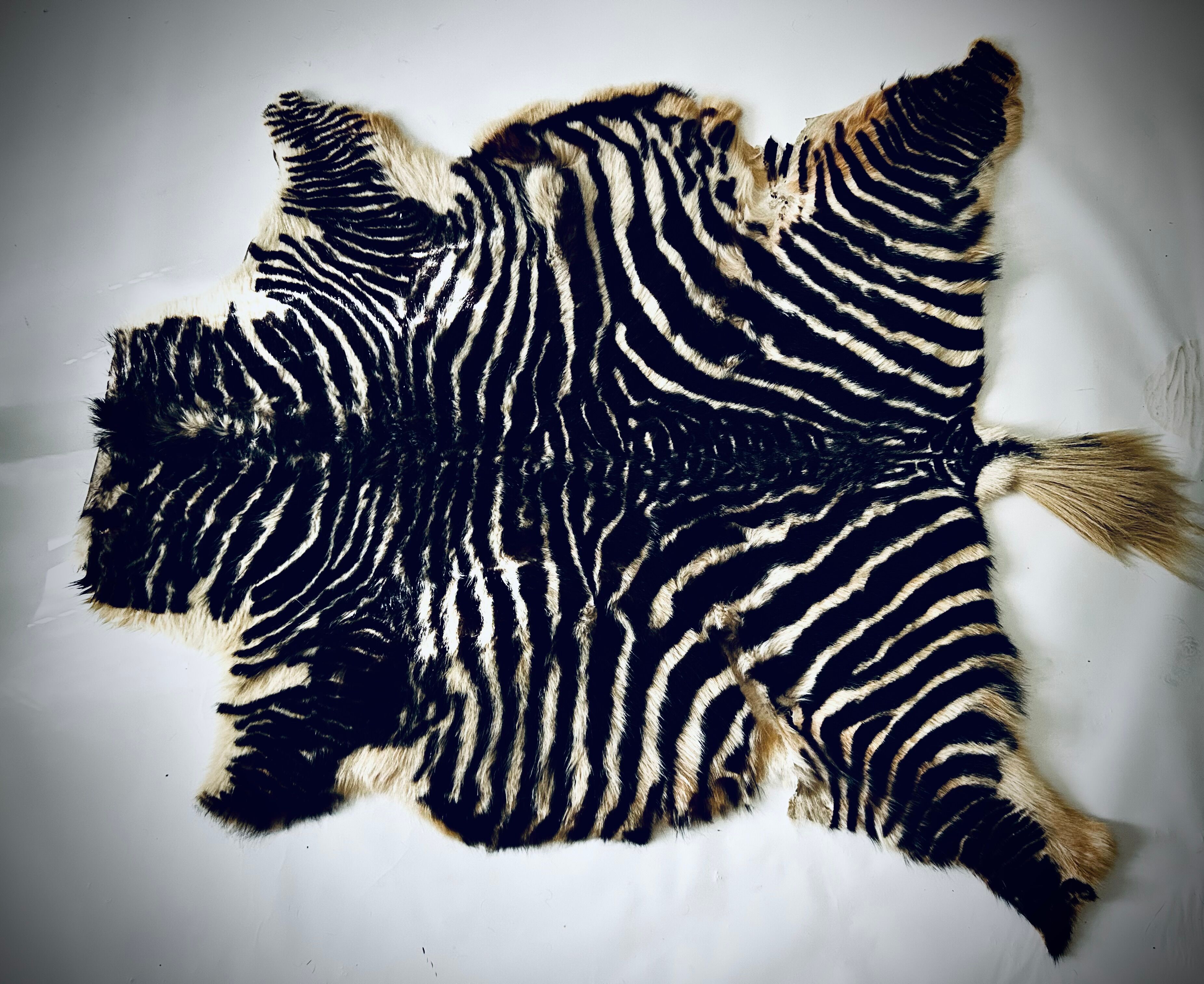 Authentic vintage zebra skin