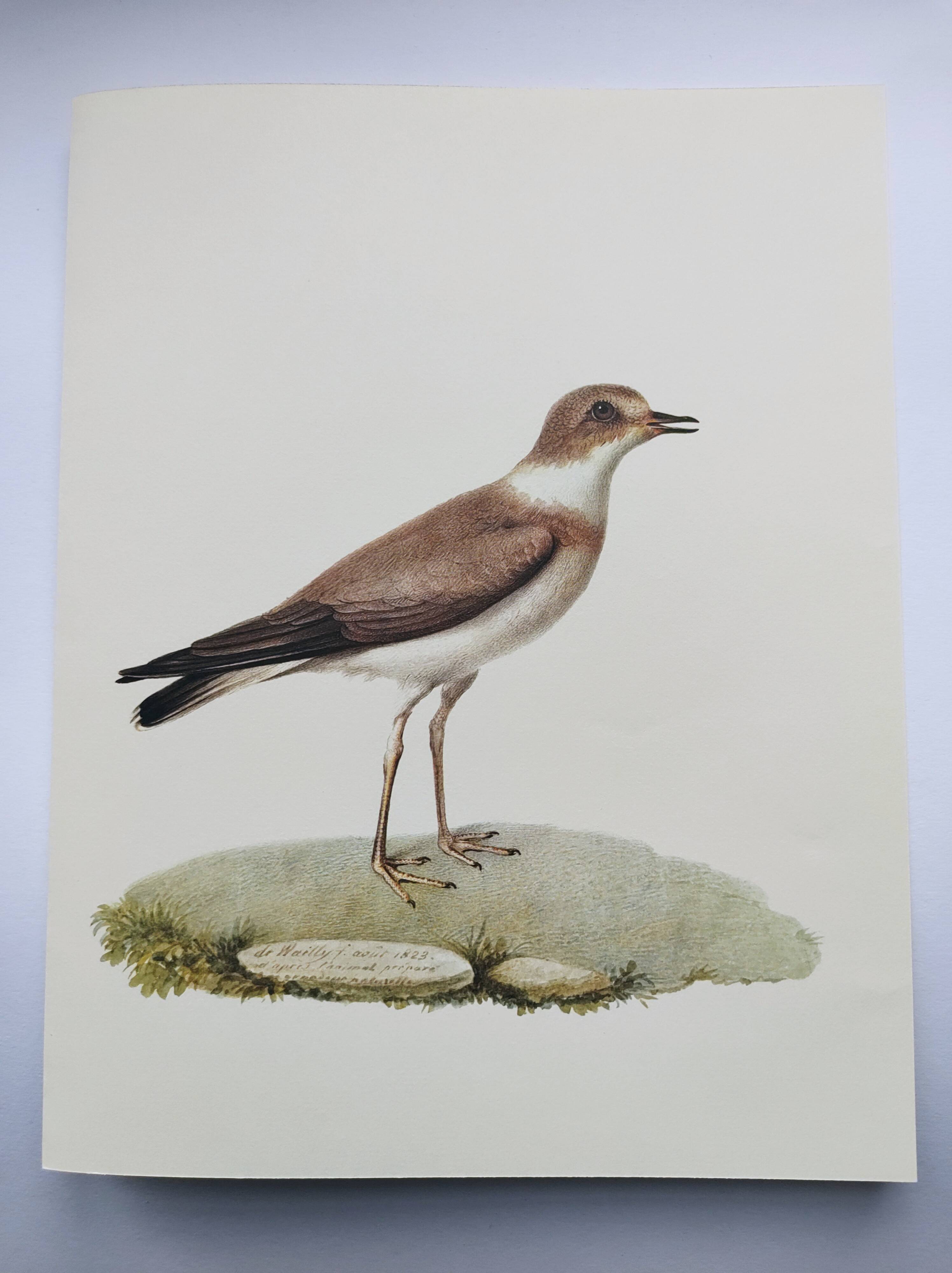 Birds board - Herodotus' plover - Natural zoological illustration