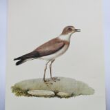 Birds board - Herodotus' plover - Natural zoological illustration