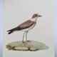 Birds board - Herodotus' plover - Natural zoological illustration