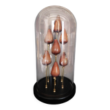 Cabinet of Curiosities shells conus figulinus