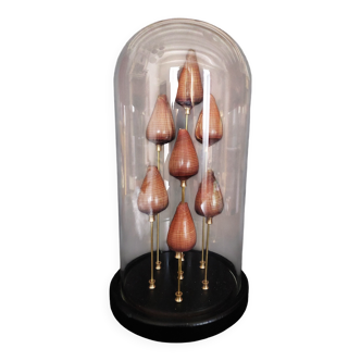Cabinet de Curiosités coquillages conus figulinus