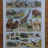 Original mammalian lithographs
