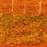 Handmade wool Berber rug 3 x 2 m