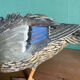 Canard en terre cuite polychrome
