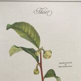 Botanical plank the tea tree