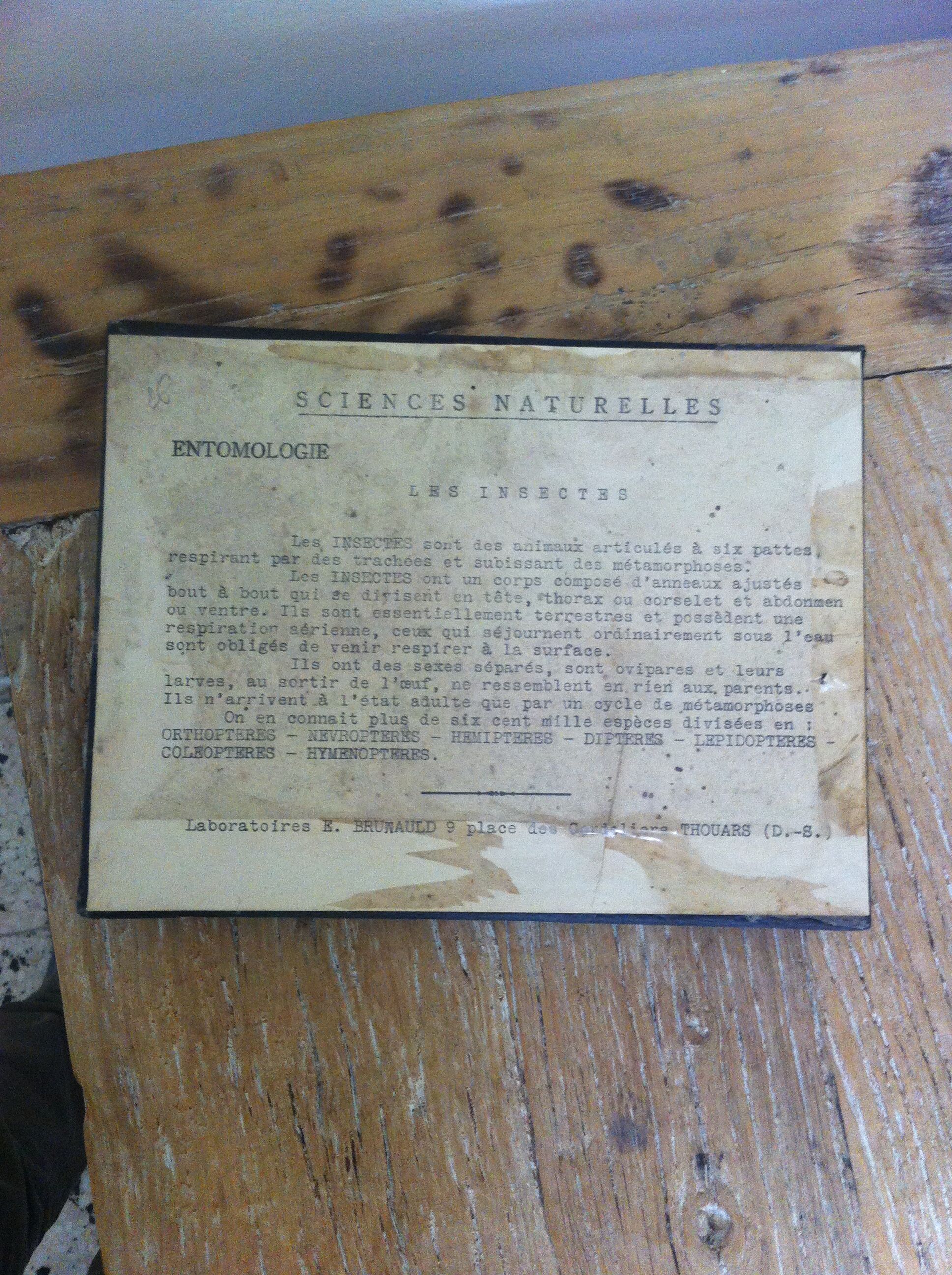 Vintage entomology board