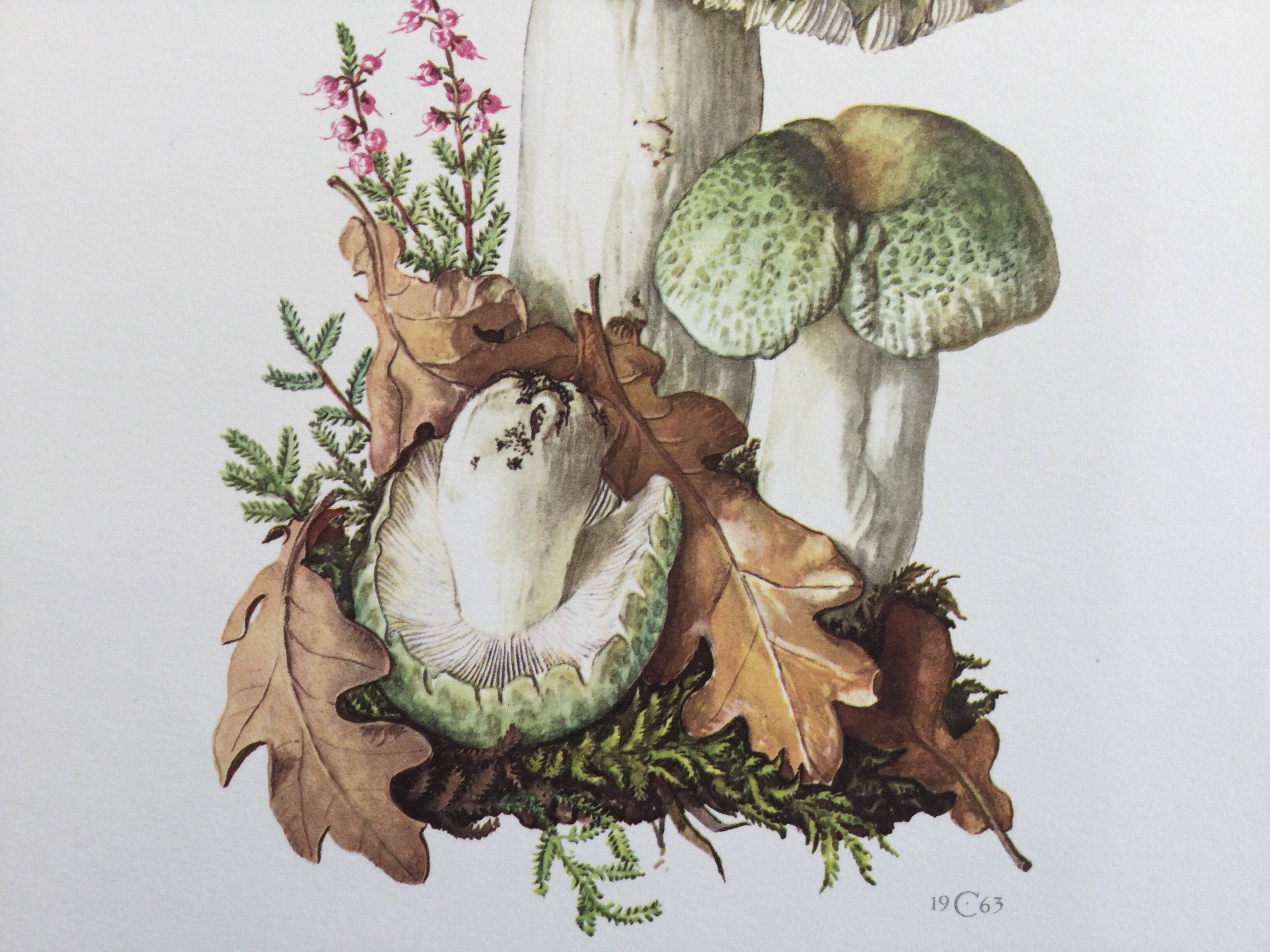 Botanical Illustration Mushrooms Russula Vintage Print 60s