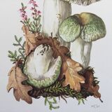 Botanical Illustration Mushrooms Russula Vintage Print 60s