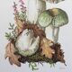 Botanical Illustration Mushrooms Russula Vintage Print 60s
