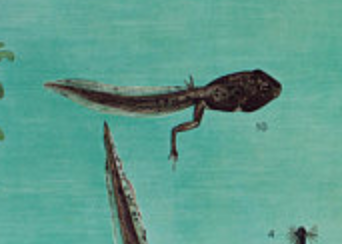 Poster "frog" Dr. Heinz Schneider published by Offsetdruckerei Friecke & Co 1953
