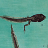 Poster "frog" Dr. Heinz Schneider published by Offsetdruckerei Friecke & Co 1953