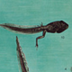 Poster "frog" Dr. Heinz Schneider published by Offsetdruckerei Friecke & Co 1953