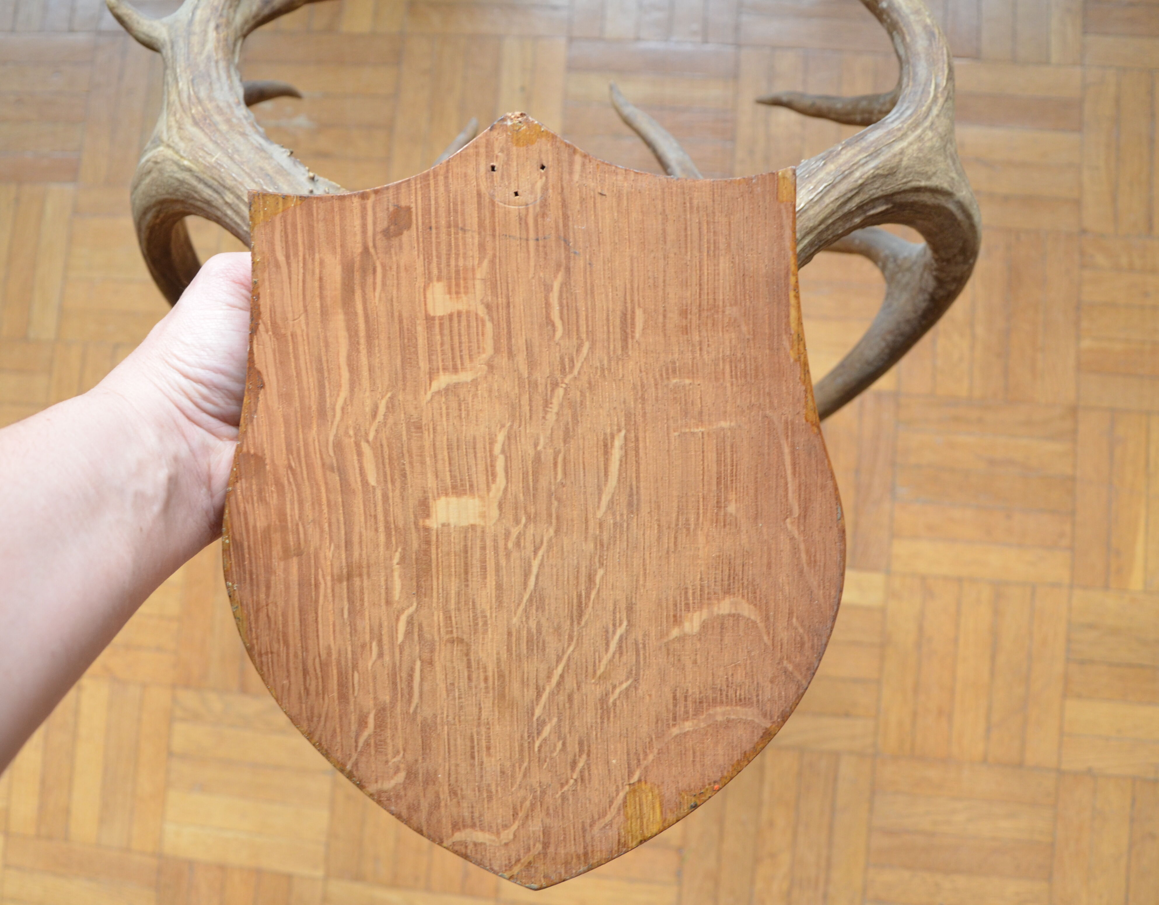 Virginia deer massacre