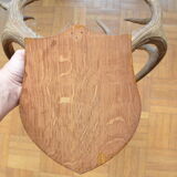 Virginia deer massacre