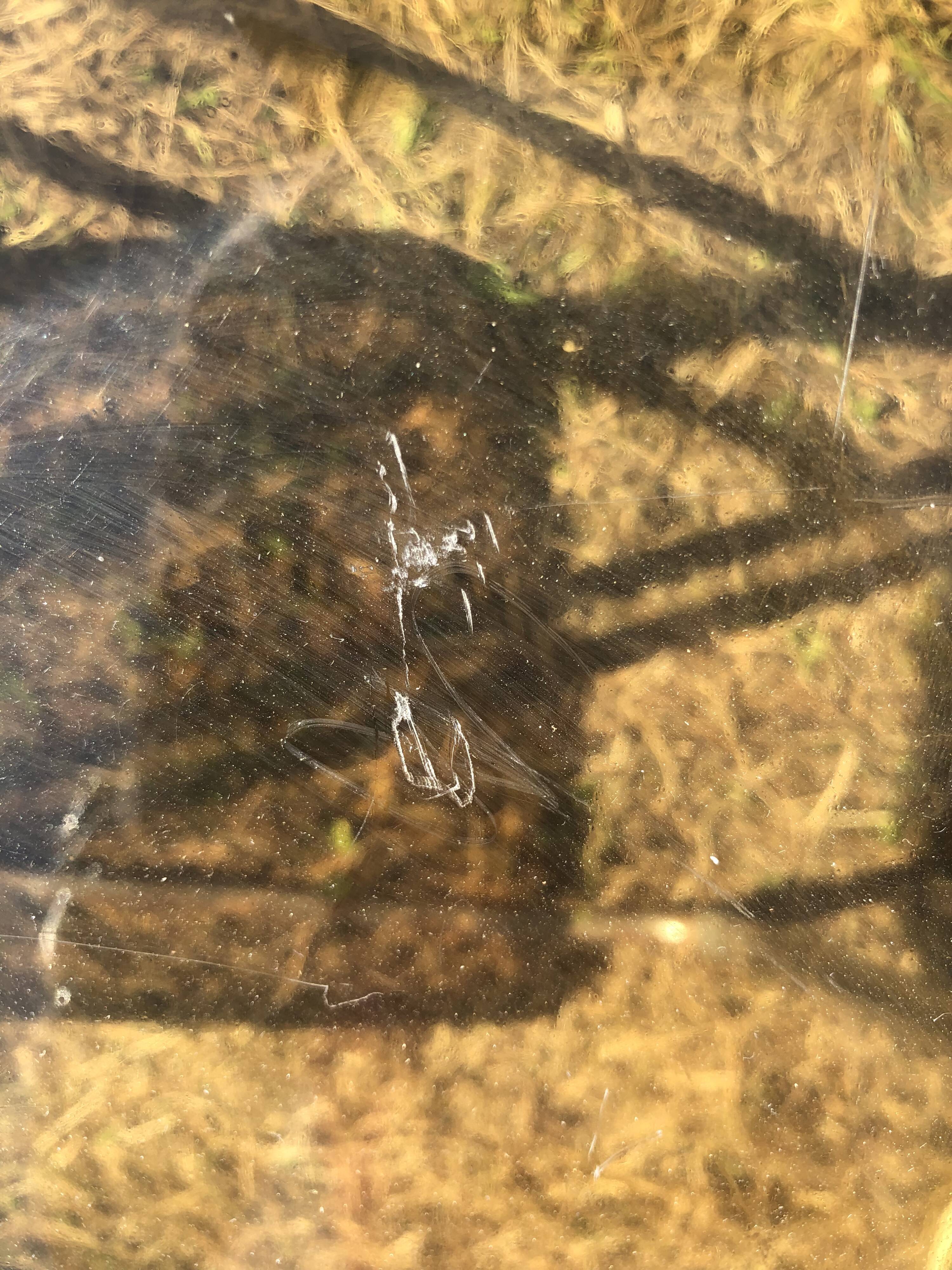 Lot 5 folding chairs in brown plexiglass 70s