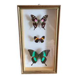 3 stuffed butterflies framed