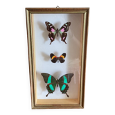 3 stuffed butterflies framed