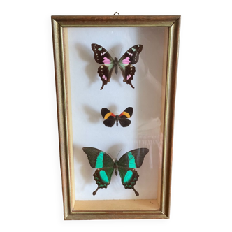 3 stuffed butterflies framed