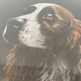 Pastel framed English Springer Spaniel dog