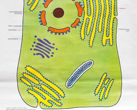 Wall poster of the cell school by Dr. H. Kaudewitz Westermann 1968