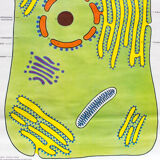 Affiche murale de l’école cellulaire par Dr H. Kaudewitz Westermann 1968